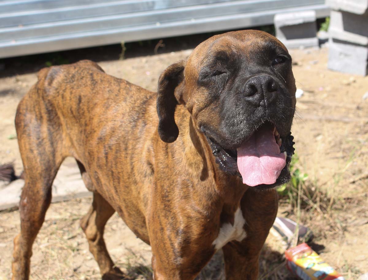 Care for your shelter animal after adoption.