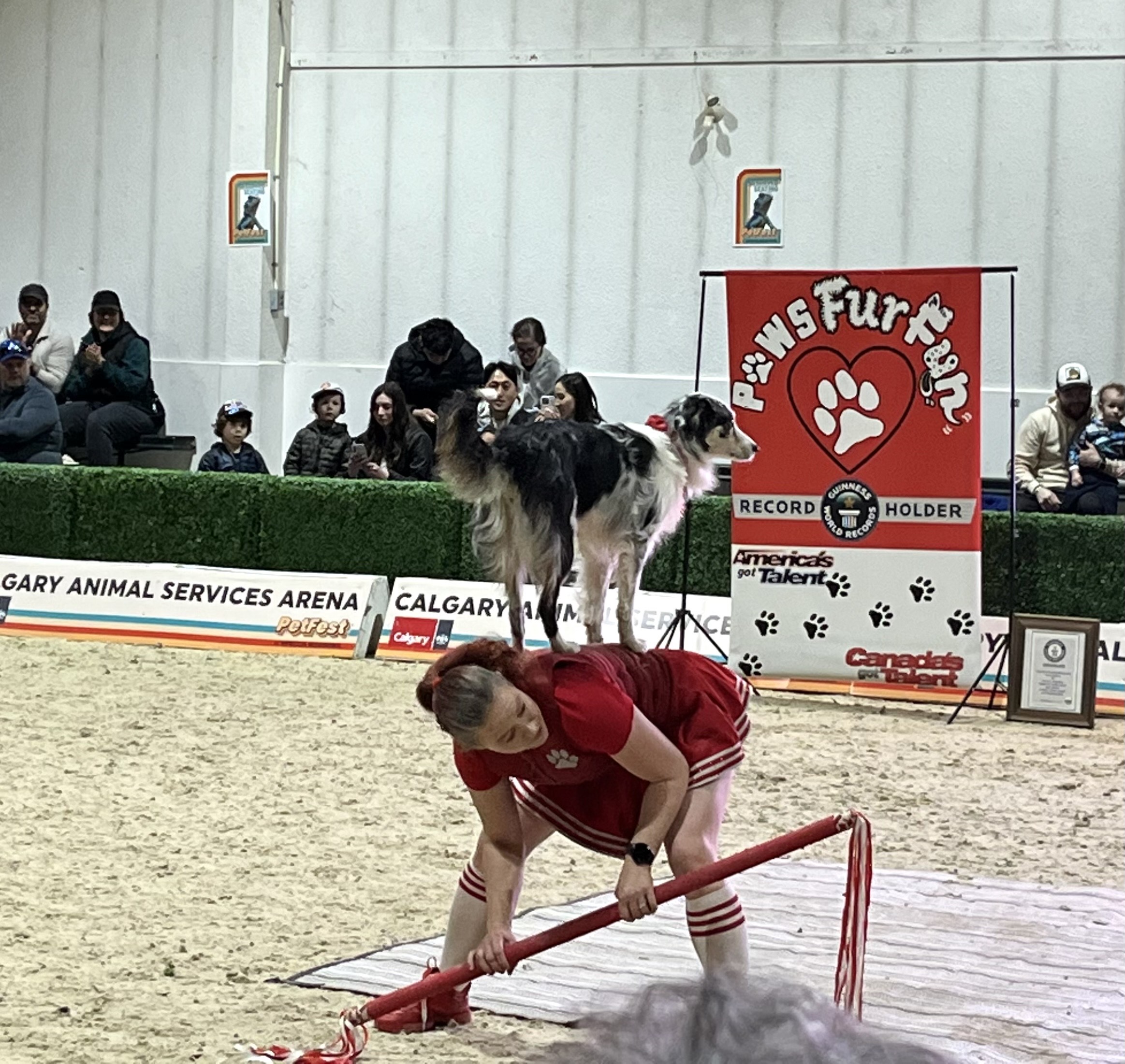 Pet Fest
